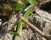 Lacerta bilineata at Pleșa Mare Peak in the Metaliferi Mountains