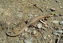 A lizard, Darevskia praticola