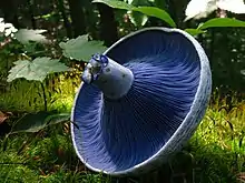 Image 33The blue gills of Lactarius indigo, a milk-cap mushroom (from Mushroom)