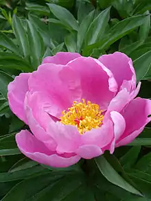 The Paeonia lactiflora