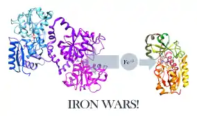  Lactoferrin is a protein found in the immune system, and is a common defense against bacterial infections, which it is able to do by binding to iron with a higher affinity than most proteins.