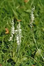 Ladies tresses