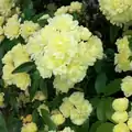 Lady Banks' Rose in full bloom. Henderson, Nevada, USA