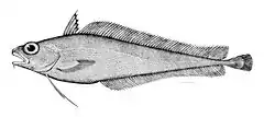 Image 73Cod-like fishes, like this morid cod have a barbel (fleshy filament) on their lower jaw which they use to detect prey buried in the sand or mud. (from Coastal fish)