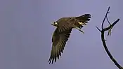 Laggar falcon begins a swoop at Tal Chhapar Sanctuary, (India)