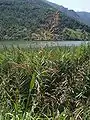 Phragmites australis