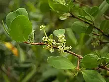 Mangle blanco(Laguncularia racemosa)