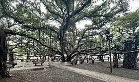 Banyan Tree in Lahaina