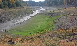 A muddy depression with lots of stumps and a small stream running through it in a forested area