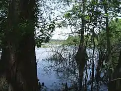 Cypress trees