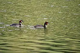 Australasian Crested Grebes on Lake Johnson