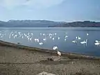 Whooper swans at Lake Kussharo