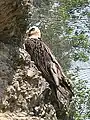 Bearded vultureGypaetus barbatus