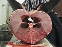 Cross section of a porbeagle shark