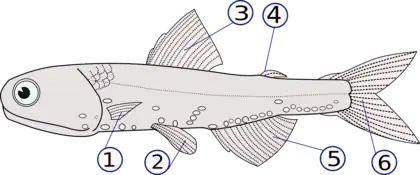 (1) pectoral fins (paired), (2) pelvic fins (paired), (3) dorsal fin,(4) adipose fin, (5) anal fin, (6) caudal (tail) fin