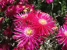 Lampranthus zeyheri