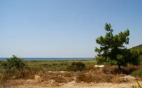 A tree on one of Özdere's hills