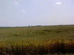 Wheat field near Temerin