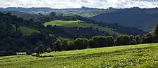 Tea fields, Maganga Tea Estates