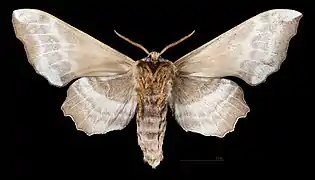 Male ventral
