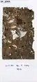 Micromorphological thin-section Lst-10303.