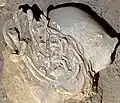 Burial 14 - Disarticulated post-cranial remains of two children were deposited next an adult cranium.