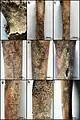 Burial 14 - Several long bones displayed incisions (defleshing marks?)