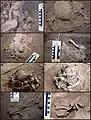 Burial 15. Multiple views of the excavation process.