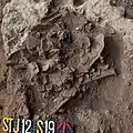Burial 19. Excavation at phase 8.