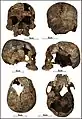 Burial 01 - Cranium