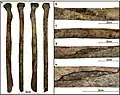 Burial 22. Perimortem butterfly fracture on the right radius