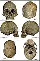 Burial 26 - Cranium