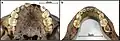 Burial 27 - Dental eruption.