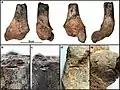 Isolated bone (PN3083) - Chopp distal femur with burning and gnawing marks