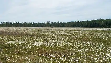 Wetland