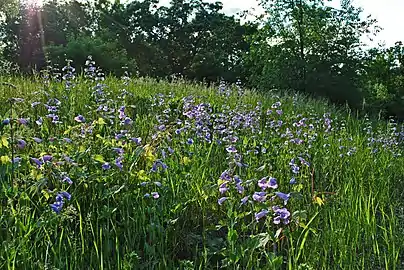 Large-flowered beardtongue (Penstemon grandiflorus)