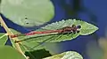 Image 8Large red damselfly in Swinley Forest, Berkshire (from Portal:Berkshire/Selected pictures)