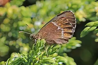 Female, Bulgaria