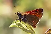 Male, underside