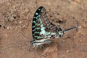 Fresh, undersideBobiri Forest, Ghana