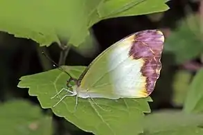 Female N. a. argia, Bobiri Forest, Ghana