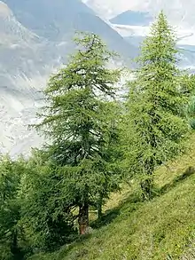 Image 3European larch (Larix decidua), a coniferous tree which is also deciduous (from Tree)