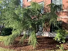 Varied Directions European Larch (Larix decidua) dwarf conifer cultivated by Sidney Waxman