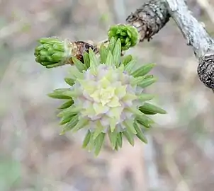 Young female cone and emerging needles