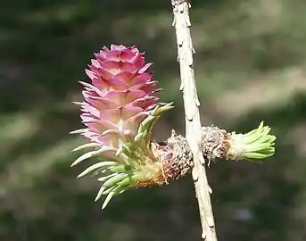 Young female cone