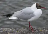 Black-headed gullChroicocephalus ridibundus