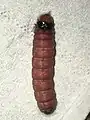 Mudaria luteileprosa larva