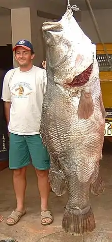 The Nile perch, one of the largest freshwater fish, is also a damaging invasive species.