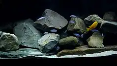 A flock of differently coloured fish in a rocky setting