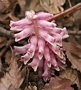 Toothwort